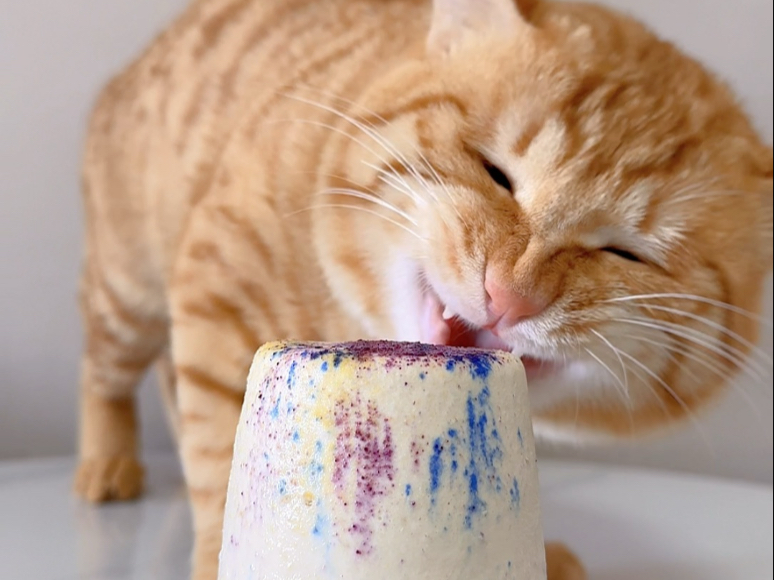 🐈沉浸式啃罐日记  哇哇叫橘猫来吃流心罐啦！