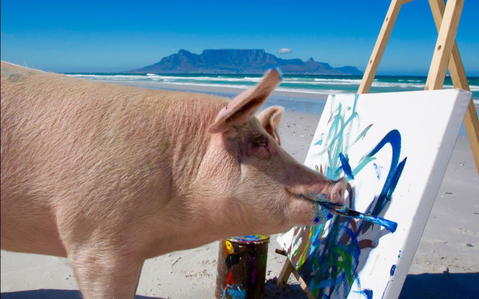 猪是最聪明的动物之一，还会画画，作品被狂抢
