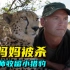 母猎豹被狮子咬死 摄影师收养小猎豹当男妈妈！
