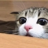 【suzume】用玩具逗猫，一脸怕怕的表情太萌了，但是还是超级好奇