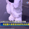 另類動物嘉年華！Cosplay毛毛動物以茶毛會友推廣特殊獸裝文化一民視新聞