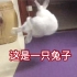 【兔星球】一块瑜伽垫就能让兔子疯狂跳舞