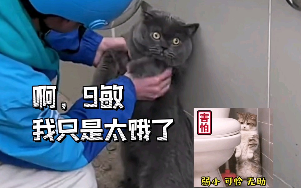 外卖小哥每天背着猫咪去上班,结果有一天…猫把他的外卖炫完了…哔哩哔哩bilibili