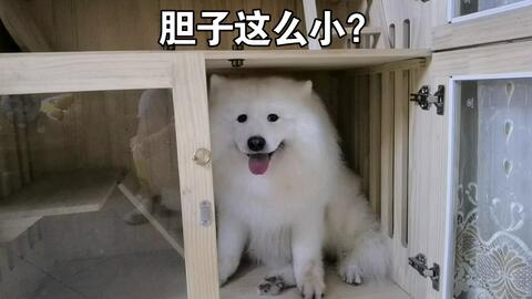 狗为啥会怕打雷和鞭炮 98bc43d42b913034ec468c6d08b12564063f893e.jpg@480w_270h_1c