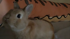 兔子可以吃玉米吗生的 98c3feb03ad49d58ac1d1caba3682b39ff6f92d9.jpg@280w_158h_1c_100q.jpg