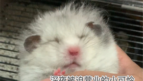 98ce5ced2d8d0397bdb464cd38480d0c5617ff05.jpg@280w_158h_1c_100q.jpg