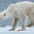 北极熊饿成皮包骨，最后关头终于成功猎杀一只小海豹