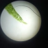 显微镜观察菠菜叶切片和气孔