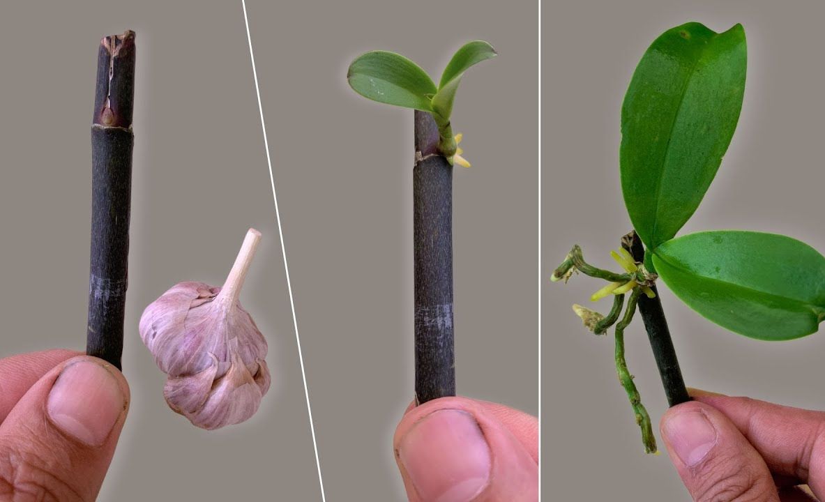 没想到蝴蝶兰繁殖这么简单，一个大蒜一根花枝小蝴蝶兰疯狂发育