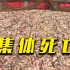 韩国养殖场石斑鱼大量死亡！什么情况？