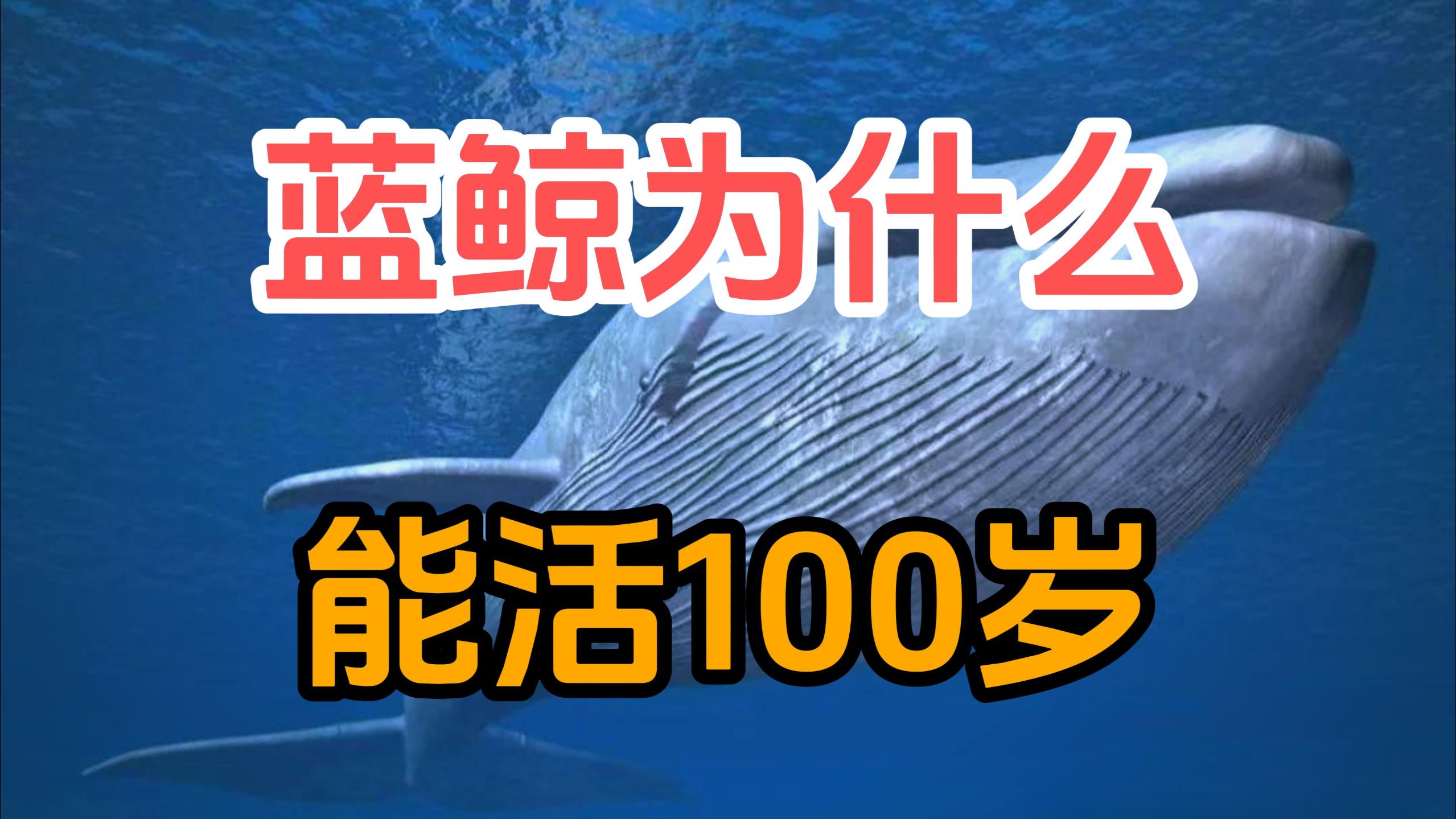 蓝鲸为什么能活100岁？