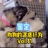 【犬生导师】解读一下狗子的迷惑行为Vol.11
