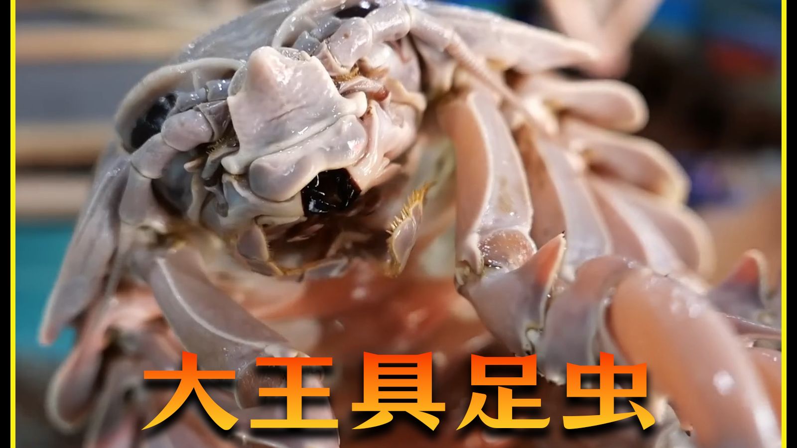 宇宙大王具足虫