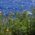空镜头视频素材 夏季夏日湖水野花小花 素材分享