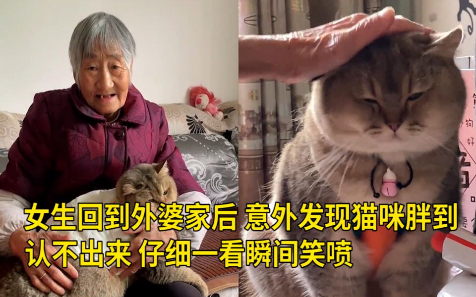女生回到外婆家后，意外发现猫咪胖到认不出来，仔细一看瞬间笑喷 网友：一看就知道爷爷奶奶养过的猫