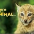 【低幼儿童的纪录片】《If I were an Animal 假如我是一只动物》英语合集13集+国语52集  被萌到了，