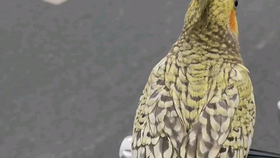 9932acdeefc8dc825265683c8d03760956836a0a.png@280w_158h_1c_100q.jpg