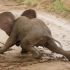 脚滑小象努力驯服四肢和鼻子，这道题太难了！