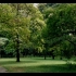电影感森林松下GH5S拍摄广州华南植物园vlog视频短片
