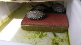 乌龟的视频真实 9960f234a42eedb7cf5b330c78cd55f7ce50220a.jpg@310w_174h_1c_100q.jpg