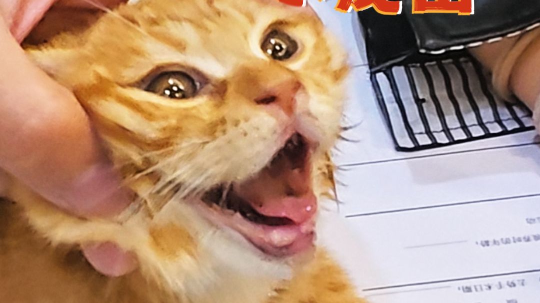 我一棍子就给这猫嘴巴干得能翻盖了