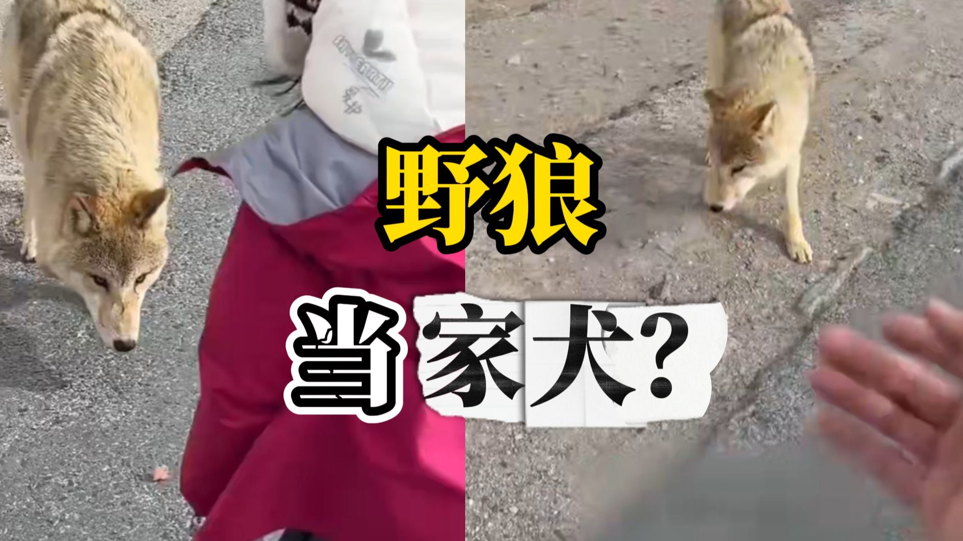 女子带6岁孩子近距离投喂野狼，还做出招手逗引的动作，网友提醒：再温顺狼也是猛兽