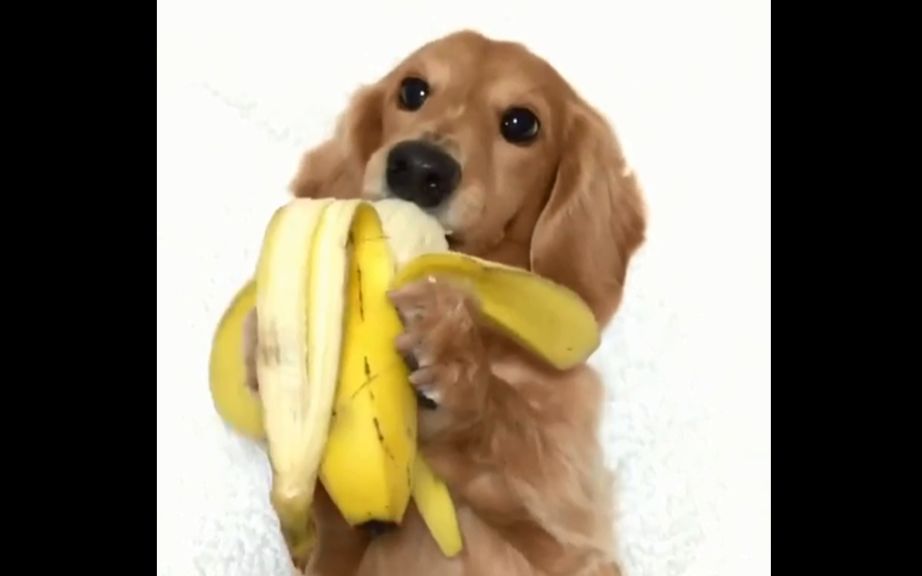 小爪一捧,吃香蕉吃的好香啊