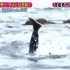 【KAT-TUN】20150814世界第一助人之旅-岩手海胆