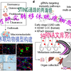 SCI文献导读——2月4日 转移休眠肿瘤模型构建与激活机制