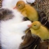 猫妈妈收养了三只无家可归的小鸭子