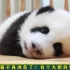 众所周知，大熊猫能听懂四川话！与奶爸用方言对答如流！
