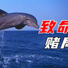 《 海 豚 的 自 杀 式 捕 食