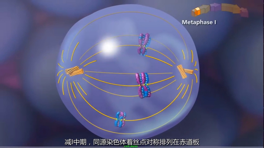 【必修二】2.1-减数分裂-精子的形成-3D动画_清晰 480P