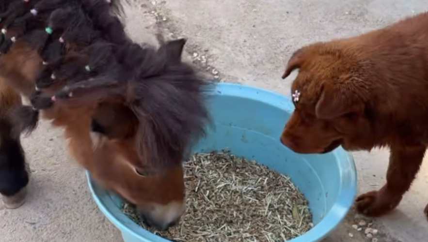 咖妃吃饭小九又护饭盆