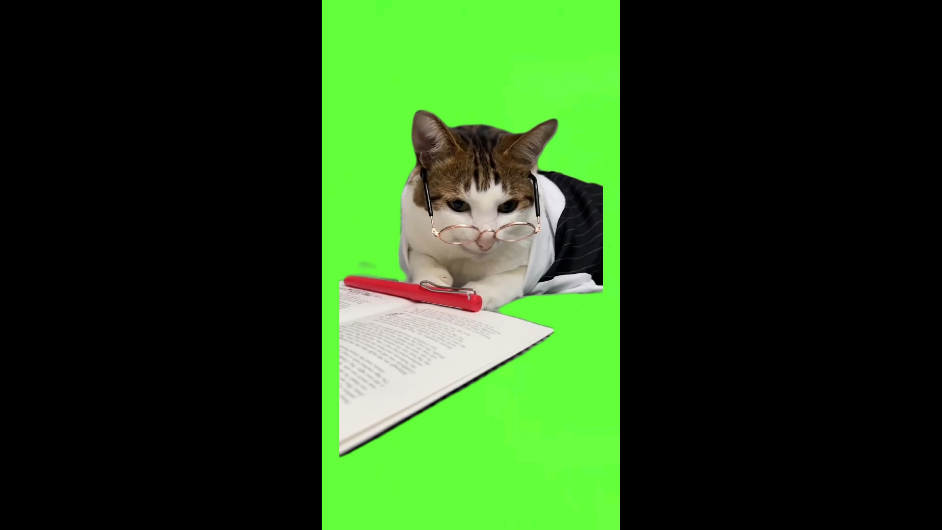 猫meme绿幕素材上课猫