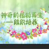 植物组织培养流程