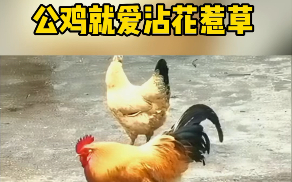 公鸡正在沾花惹草,谁料母鸡在后面.
