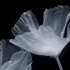 幽灵花园。日本艺术家 Luna Ikuta 「afterlife 來世」系列第一部，展示了加利福尼亚罂粟花。