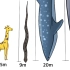 最高的生物能长多高？