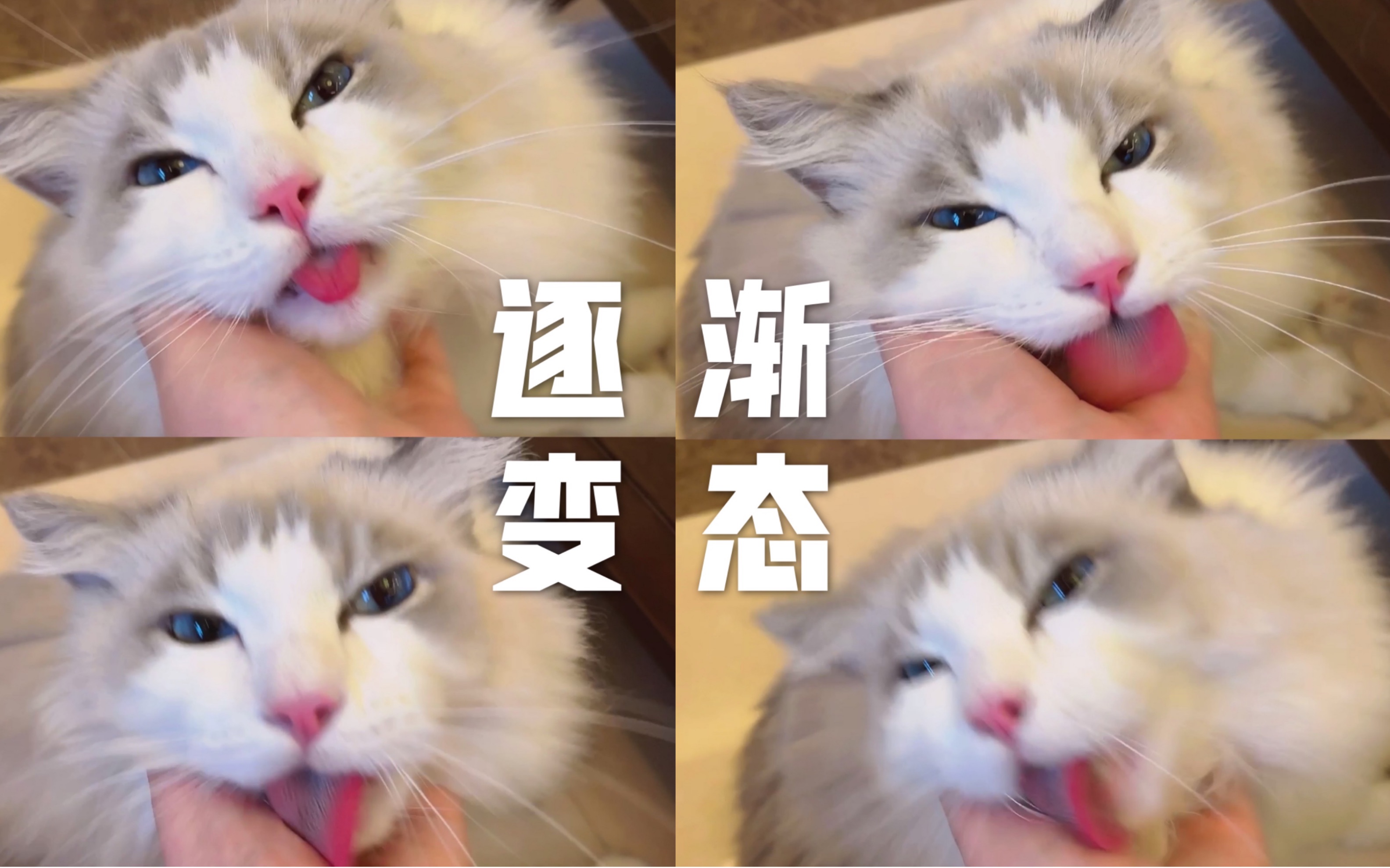 布偶猫虎蛋因为后腿瘫痪没法挠痒主人帮挠爽到吐舌翻白眼