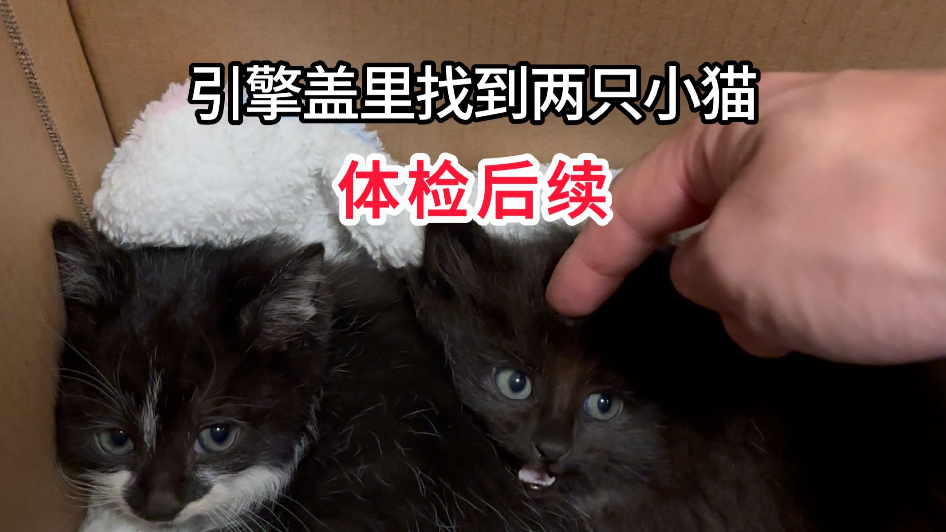 引擎盖里找到两只小猫的体检后续