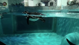 海洋公园视频怎么剪 9a2a98163bd87fbd3ed2db70e28e9c3f3c1dc9b0.jpg@280w_158h_1c_100q.jpg