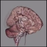 【医学动画分享】脑的动脉血管分布