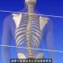 3D动画演示“脊柱侧弯”的形成，看完吓得我赶紧坐直了！