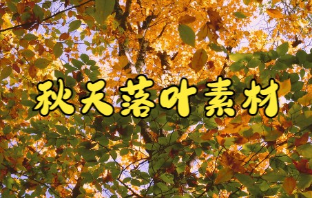 短视频素材：171秋天落叶系列视频素材