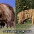 最强的棕熊老虎和狮群斑鬣狗群组成战队，能否打过史前巨兽