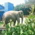 【千叶市动物公园】孤独的大象
