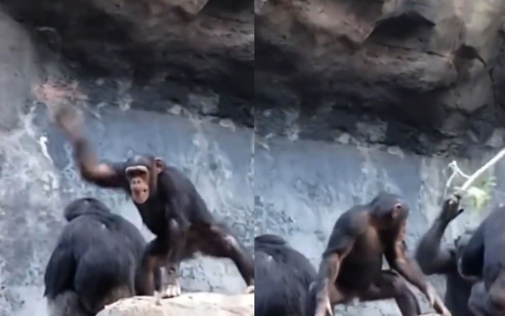 小猩猩用石头故意砸游客，其爸爸高举树枝缓缓现身，下一秒爆笑了