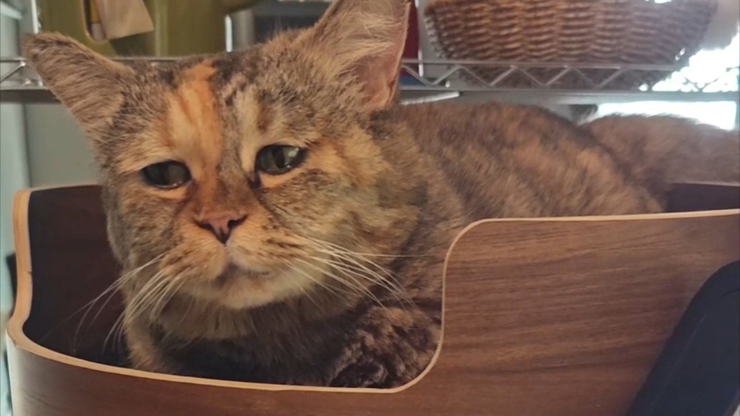 你怎么能把猫猫我画得这么老呢？