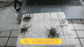 9a6de90d8ae49b60be1885c7081cec325c59c13e.jpg@280w_158h_1c_100q.jpg
